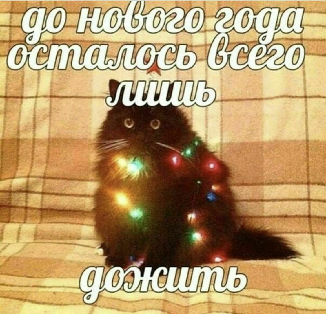 Мем с котом в гирлянде