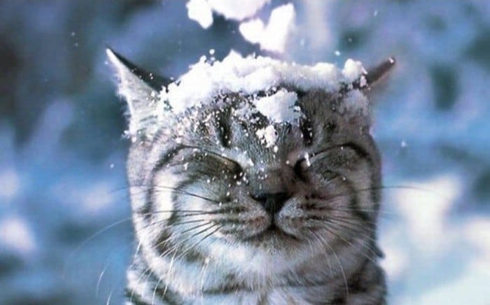 Новогодняя реклама Whiskas 